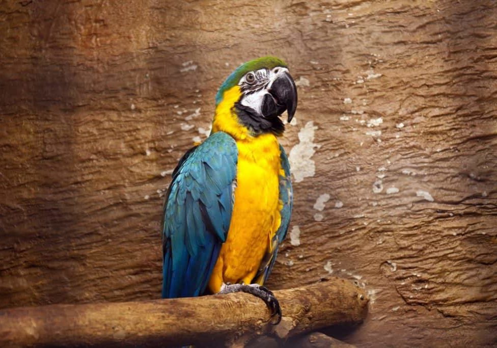 parrot-1756070_1920